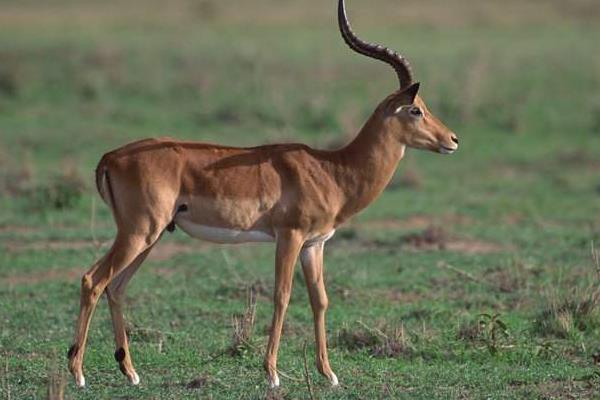 2014養(yǎng)鹿的成本與利潤