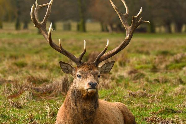 2014養(yǎng)鹿的成本與利潤