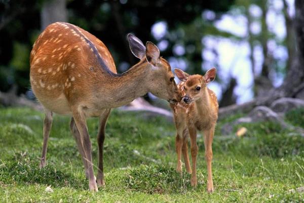 2014養(yǎng)鹿的成本與利潤