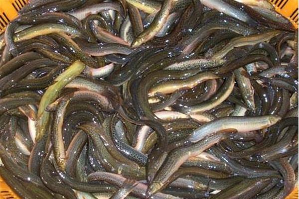 稻田如何養泥鰍？稻田養泥鰍效益