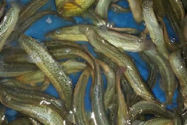 稻田如何養泥鰍？稻田養泥鰍效益