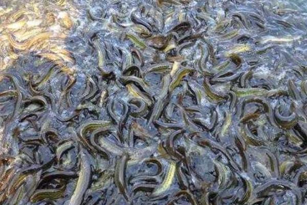 稻田如何養泥鰍？稻田養泥鰍效益