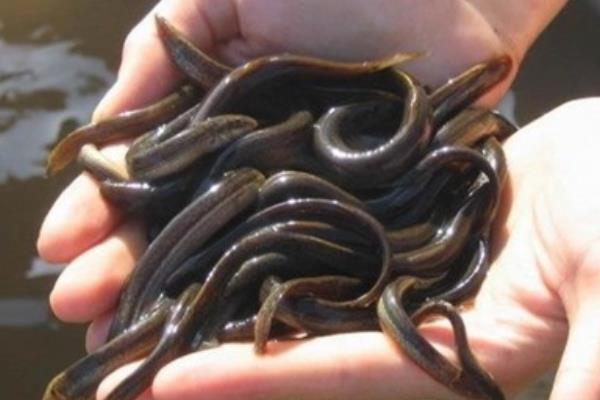 稻田如何養泥鰍？稻田養泥鰍效益