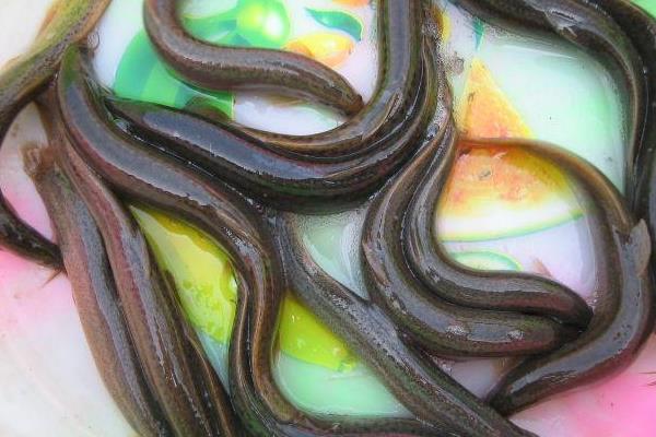 稻田如何養泥鰍？稻田養泥鰍效益