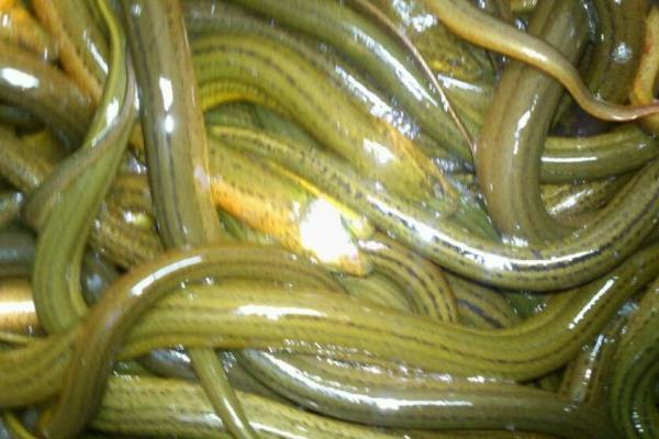 稻田如何養泥鰍？稻田養泥鰍效益