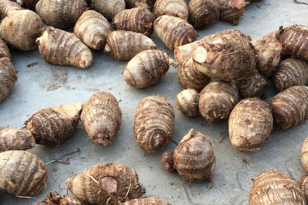 芋艿的功效與作用及禁忌