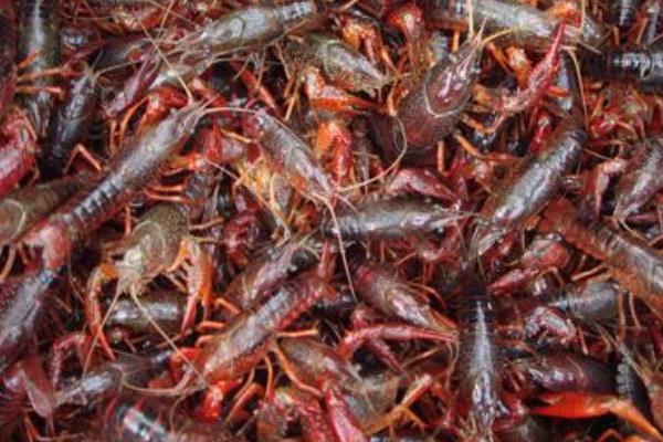 小龍蝦池塘養殖方法及注意事項