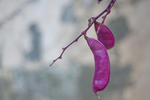 紫扁豆的功效與作用及禁忌