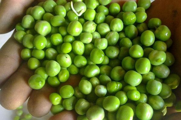 毛豆脫粒機(jī)有哪些型號(hào)及價(jià)格