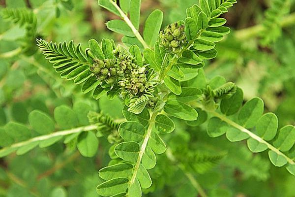 黃芪有幾個生長發育階段