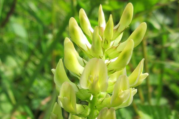 黃芪有幾個生長發育階段