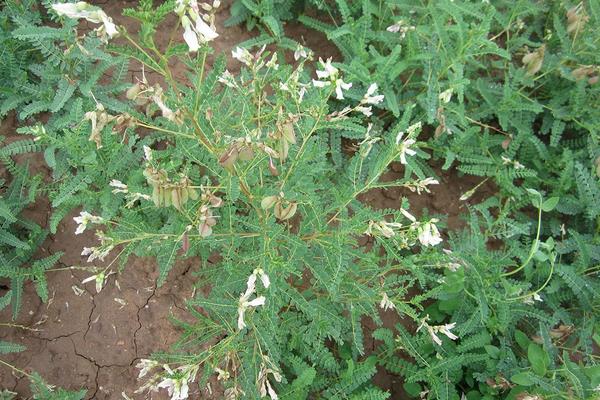 黃芪有幾個生長發育階段