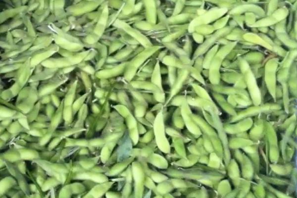 新鮮毛豆怎么保存