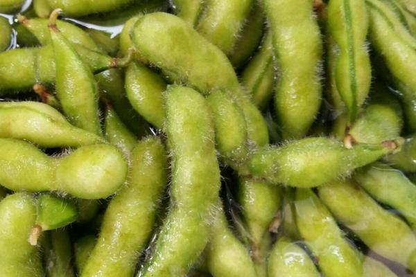 新鮮毛豆怎么保存