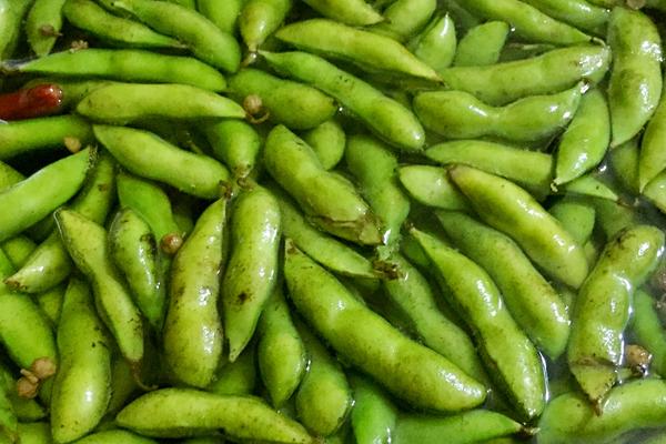 新鮮毛豆怎么保存