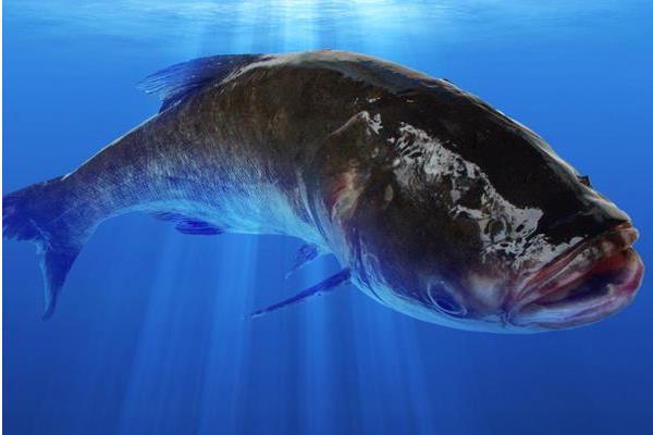 網箱如何養殖花鰱