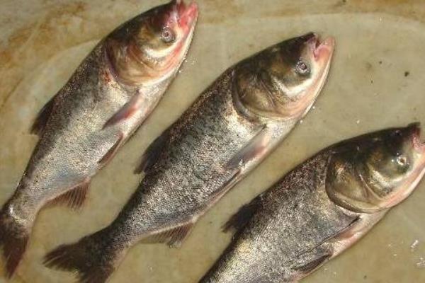 網箱如何養殖花鰱