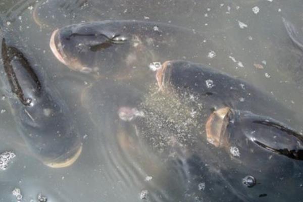 網箱如何養殖花鰱