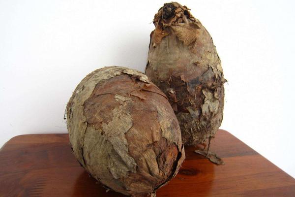 荔浦芋頭幾月份成熟