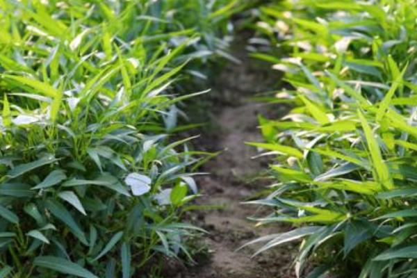 空心菜科學(xué)種植技術(shù)