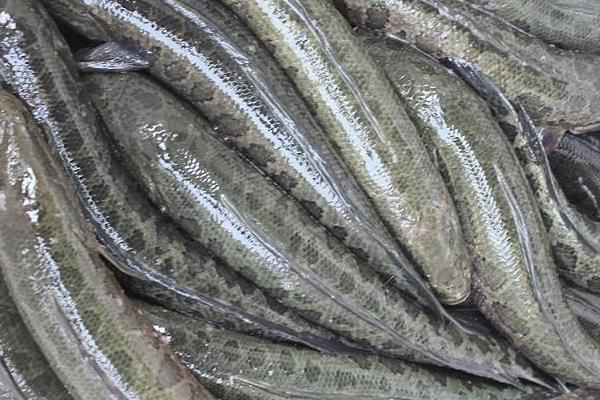 “兩段法”的高產(chǎn)養(yǎng)殖黑魚