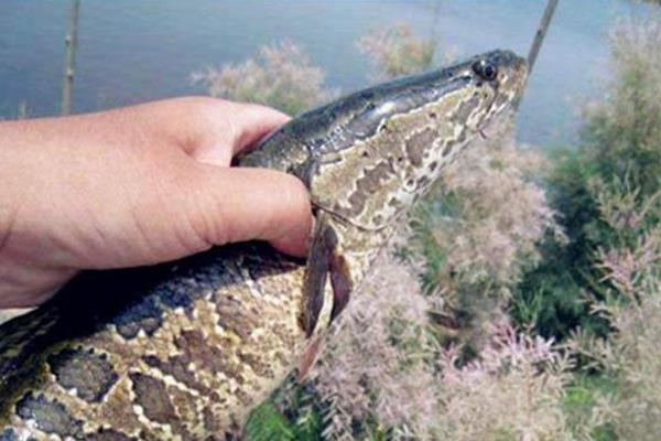 “兩段法”的高產(chǎn)養(yǎng)殖黑魚