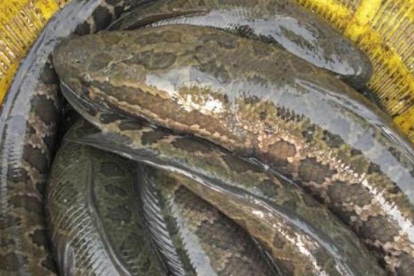 “兩段法”的高產(chǎn)養(yǎng)殖黑魚