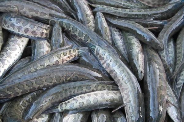 “兩段法”的高產(chǎn)養(yǎng)殖黑魚