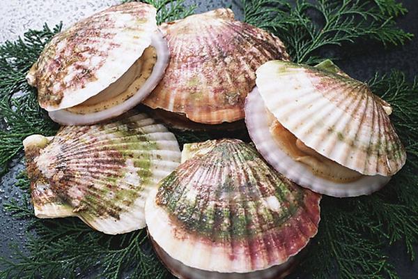 養(yǎng)殖扇貝縮短養(yǎng)殖周期的幾項措施