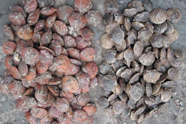 養(yǎng)殖扇貝縮短養(yǎng)殖周期的幾項措施