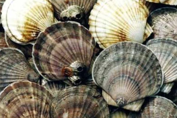 養(yǎng)殖扇貝縮短養(yǎng)殖周期的幾項措施