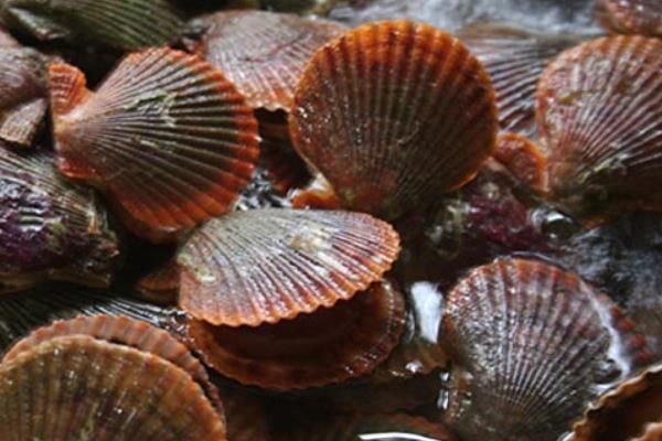 養(yǎng)殖扇貝縮短養(yǎng)殖周期的幾項措施