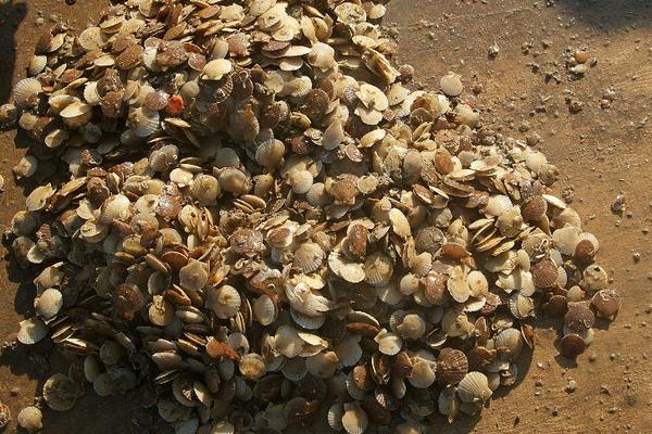 養(yǎng)殖扇貝縮短養(yǎng)殖周期的幾項措施