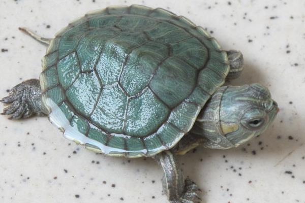 烏龜養在鹽水里會死嗎