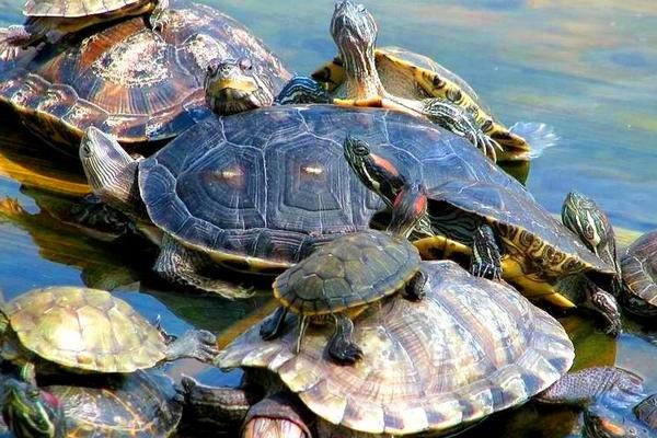 烏龜養在鹽水里會死嗎