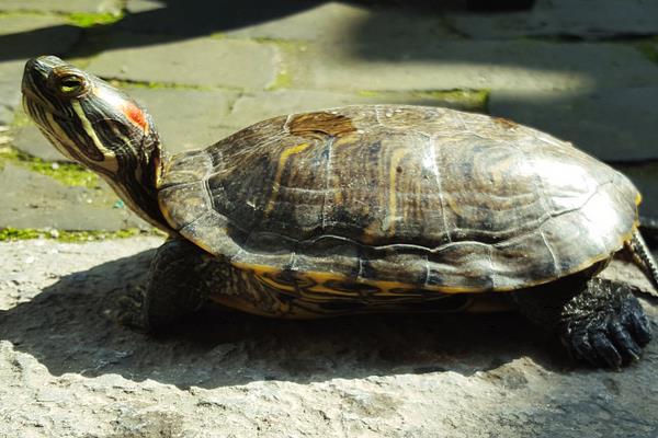 烏龜養在鹽水里會死嗎