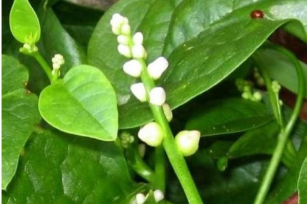 木耳菜開花了能吃嗎