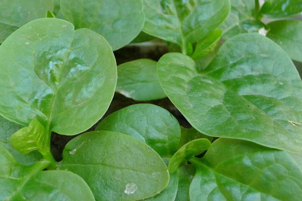 木耳菜開花了能吃嗎