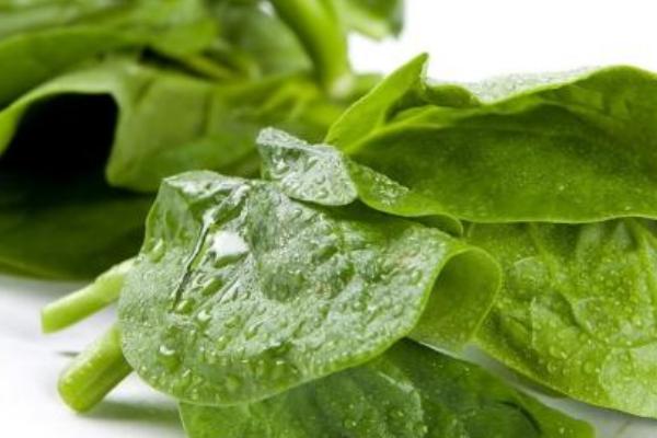 木耳菜開花了能吃嗎