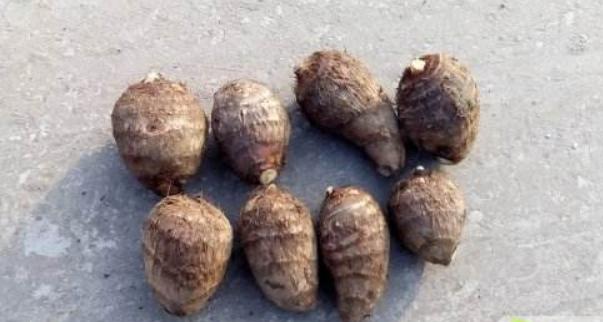 孕婦能吃荔浦芋頭嗎