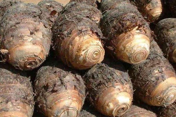 孕婦能吃荔浦芋頭嗎