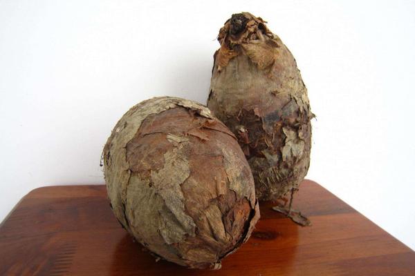 孕婦能吃荔浦芋頭嗎