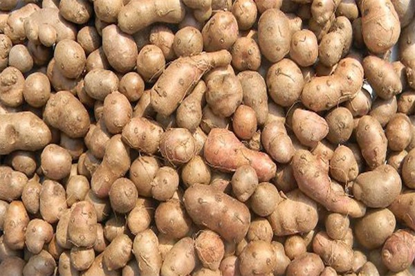 山藥豆價格多少錢一斤