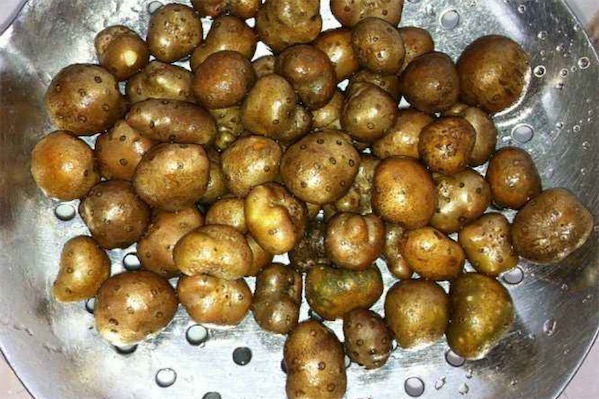 山藥豆價格多少錢一斤