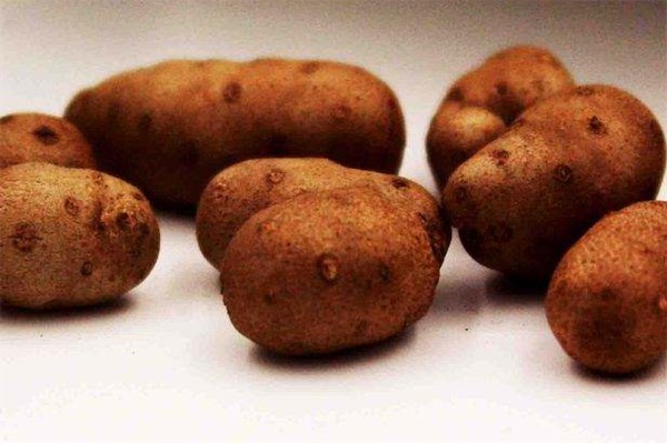 山藥豆價格多少錢一斤