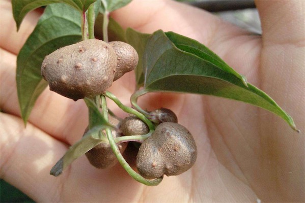 山藥豆價格多少錢一斤