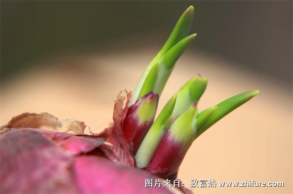 洋蔥發芽了還能吃嗎