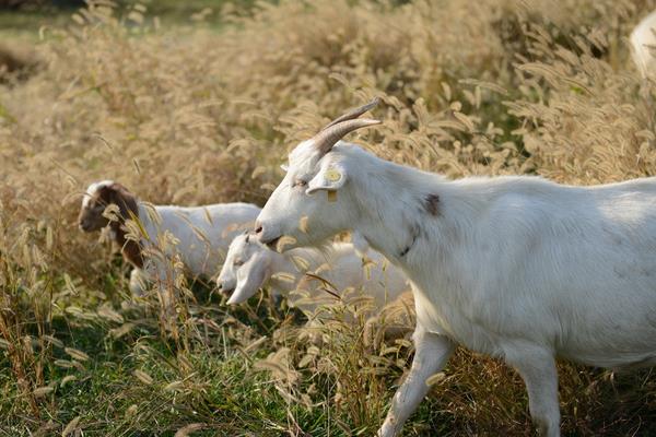 冬季山羊養殖需要抓“五要”