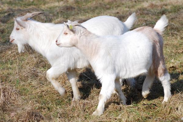 冬季山羊養殖需要抓“五要”