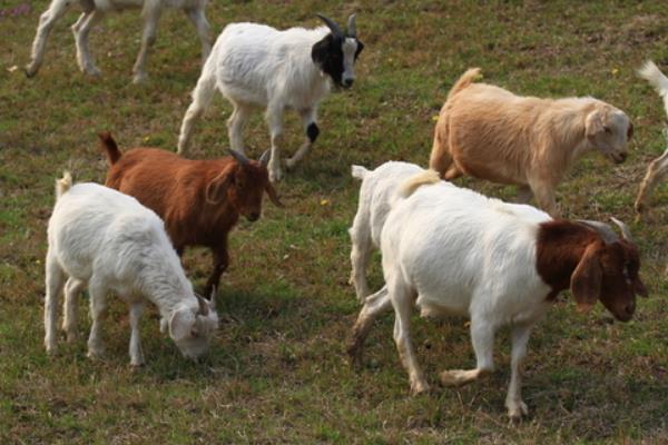 冬季山羊養殖需要抓“五要”